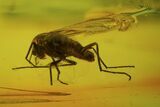 Fossil Fly (Diptera) In Baltic Amber #81726-2